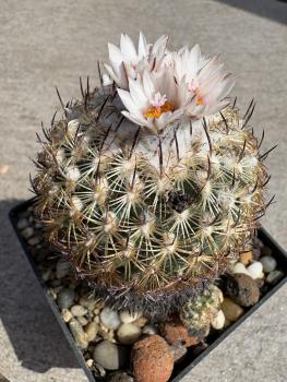 Preview: Gymnocactus ysabelae